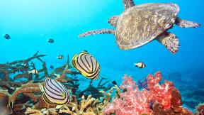 черепаха, рыба, кораллы, под водой