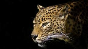 леопард, чёрный фон