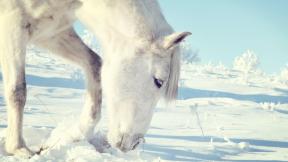 лошадь, снег