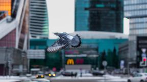 Москва, голубь, Россия