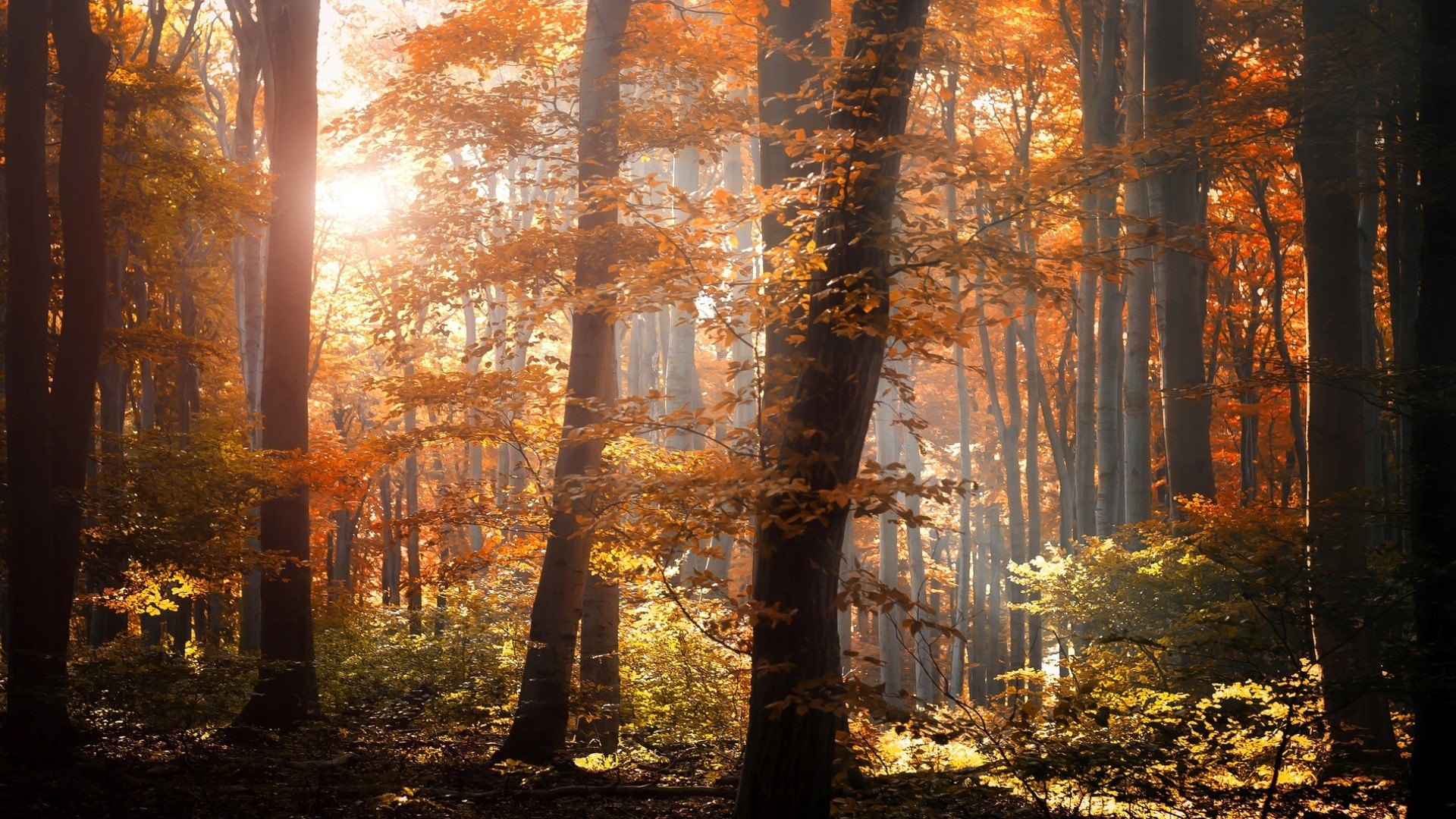 Природа лес осень