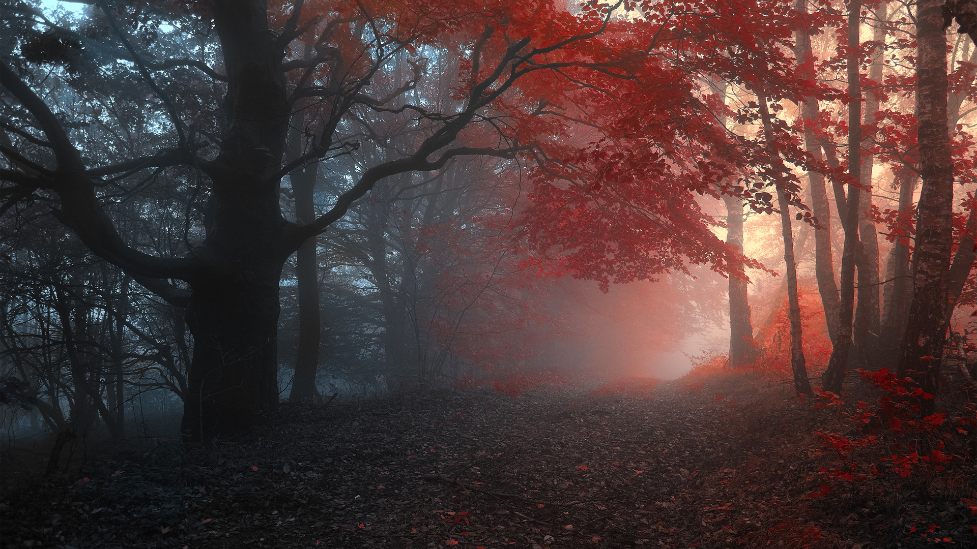 Janek Sedlar фотограф