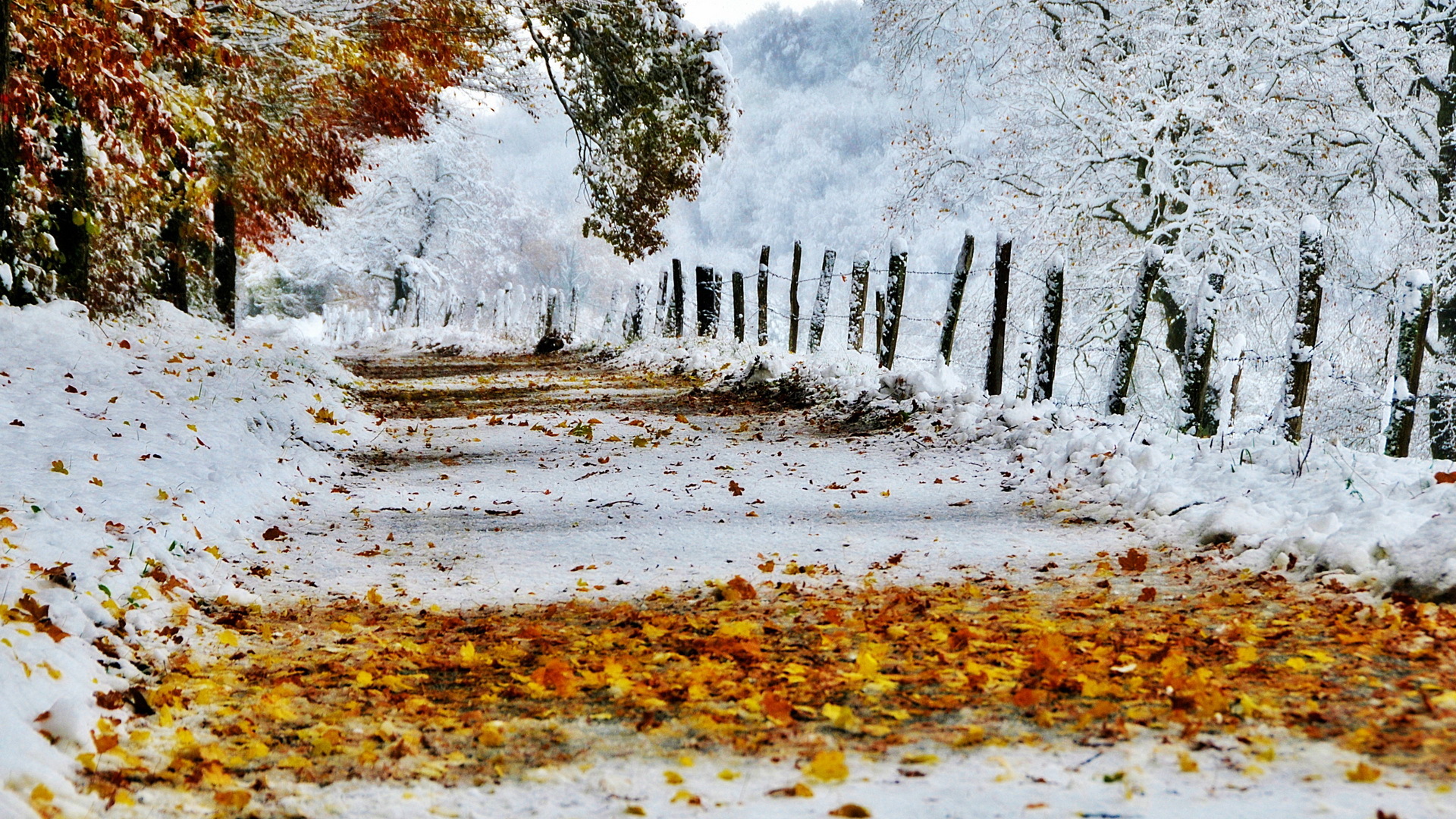 Ноябрьские картинки. Ранняя зима. Поздняя осень. Снежная осень. Осень снег.