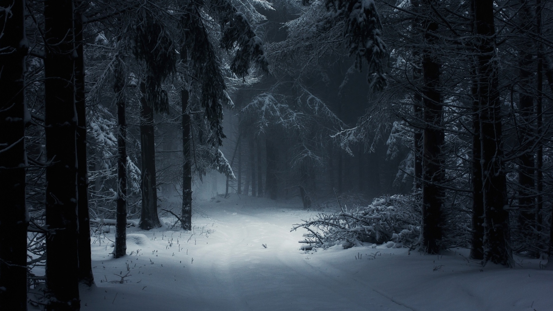 зима,снег,лес,зимний лес.