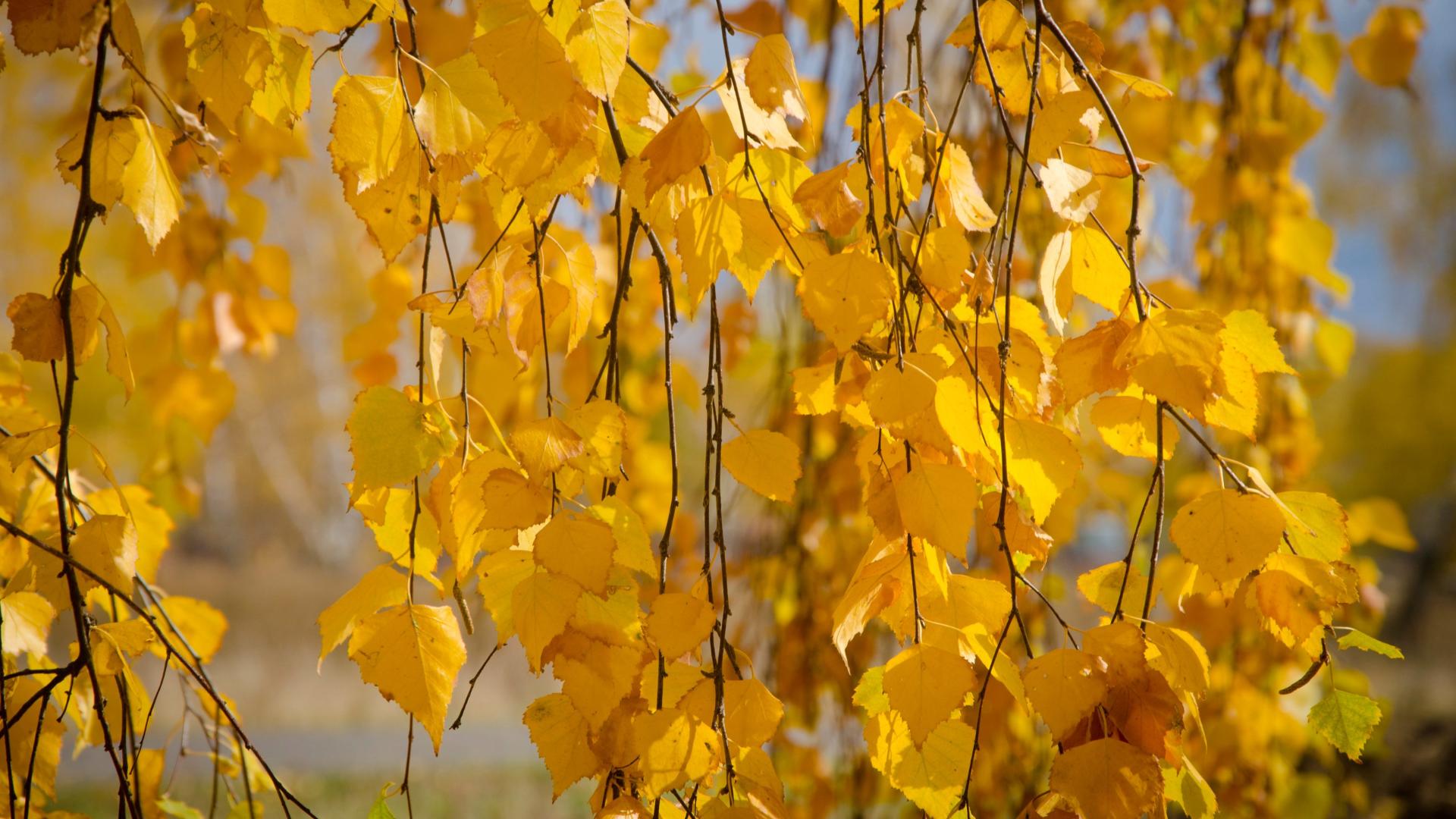 Желтые березки. Осенняя ветка березы. Листья березы осень. Береза желтая Betula lutea. Береза осенью.