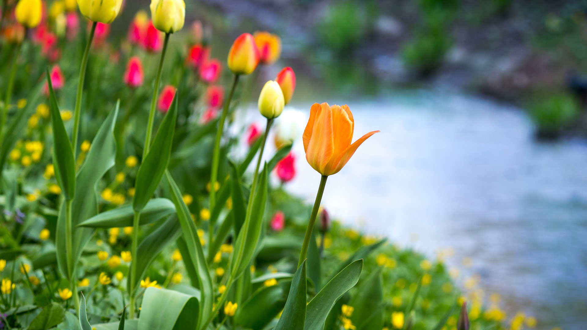 Весна природа тюльпаны
