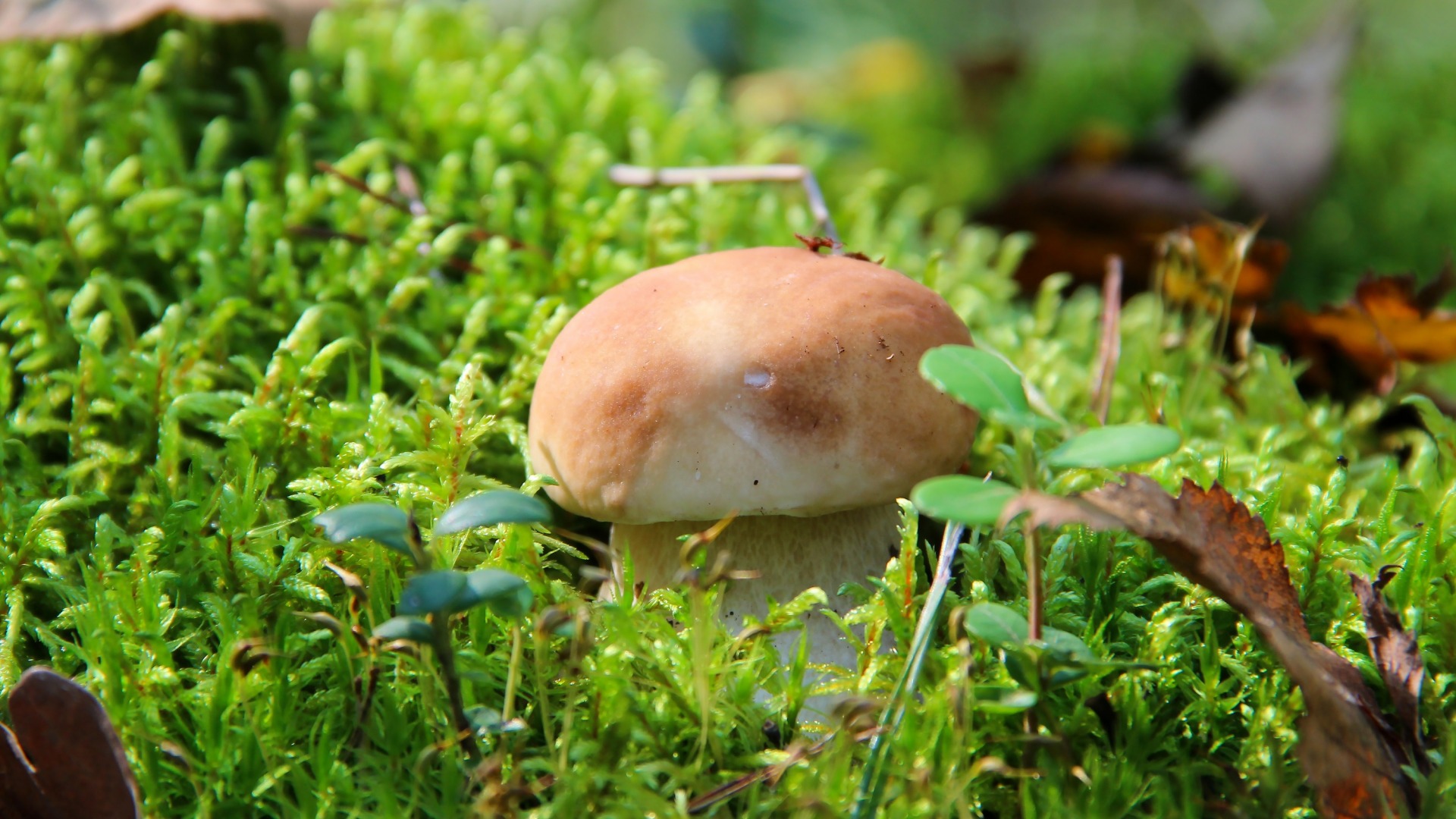 Финская природа грибы