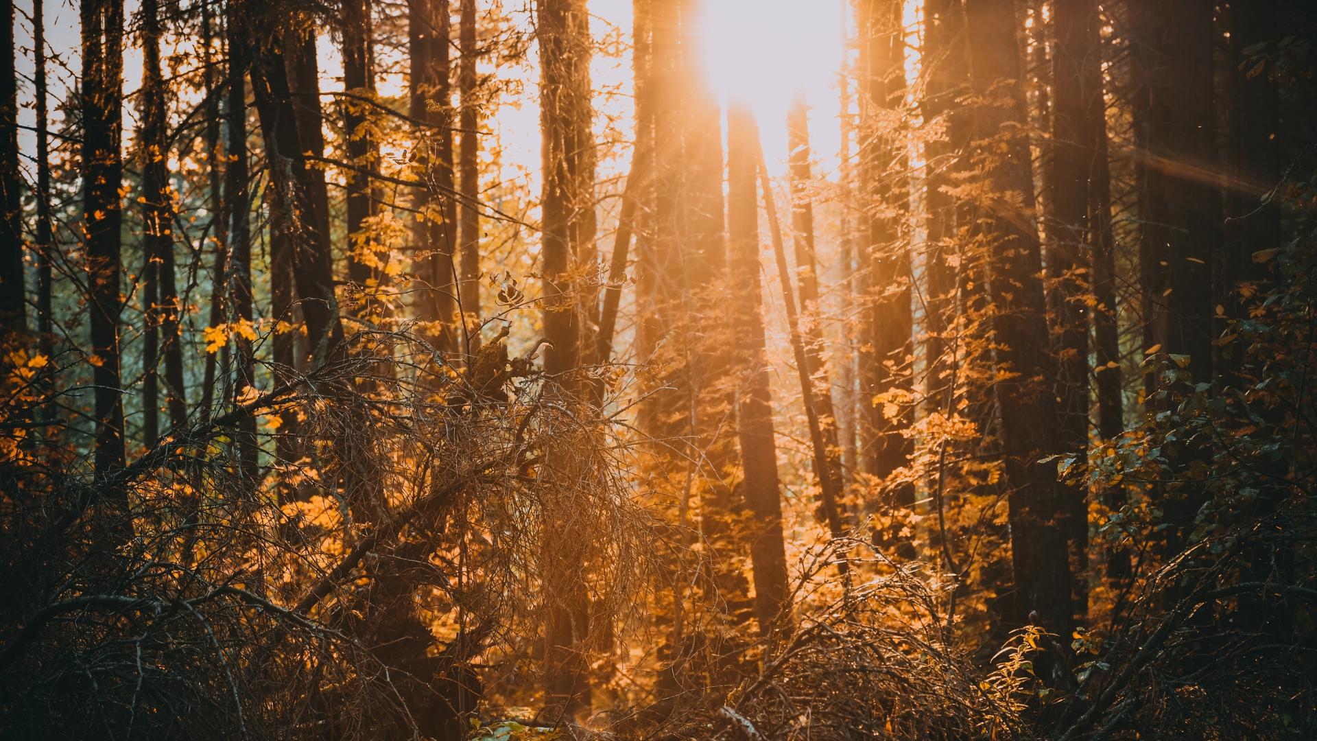 Осень солнце лес HD