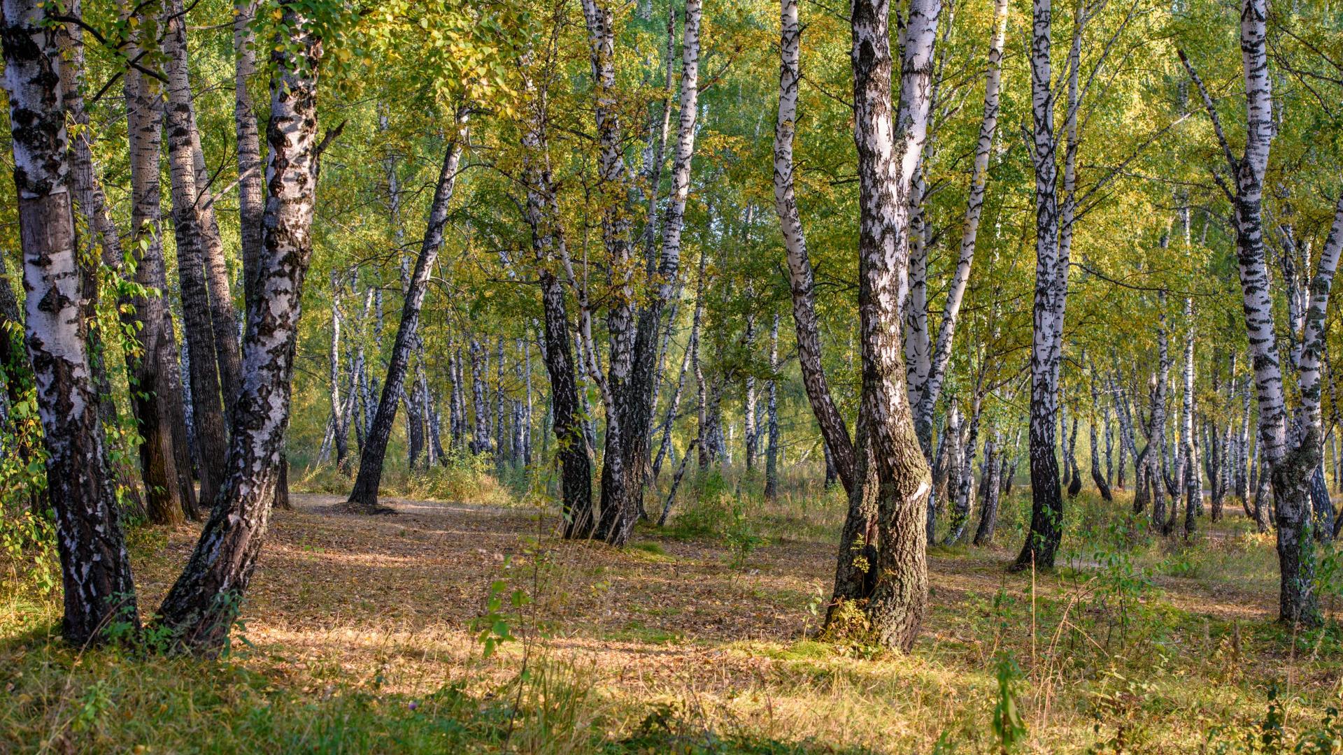 Елово березовый лес