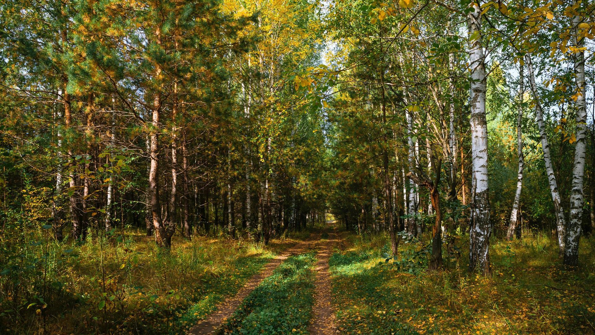 Картина смешанный лес. Березняк лес. Шуя Березовая роща. Смешанный лес. Березовая роща.