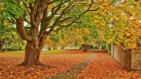 осень, дерево, листья, клён