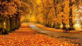 осень, листья, дорога, скамейка