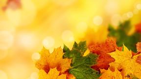 осень, листья, клён