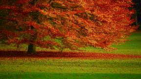 осень, листья, дерево