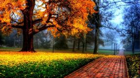 осень, дорога, дерево