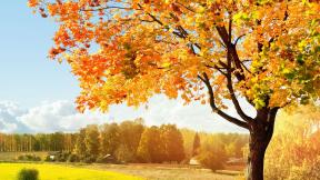 осень, листья, клён, дерево