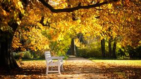 осень, листья, скамейка, дерево