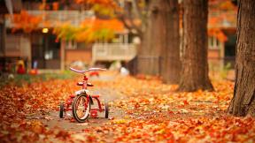 осень, листья, велосипед