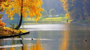 осень, река, утка