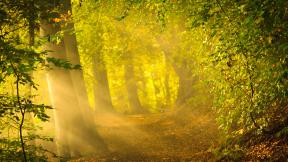 осень, лес, рассвет