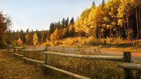 осень, лес, дорога, забор