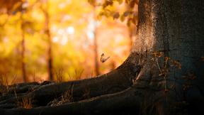 осень, дерево, бабочка, лес