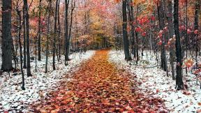 осень, снег, первый снег, листья, лес