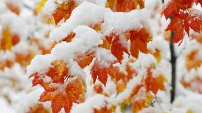 осень, снег, первый снег, листья, ветка