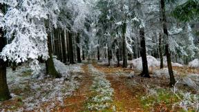 осень, снег, первый снег, лес, зимний лес