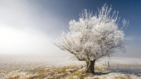 зима, дерево, иней