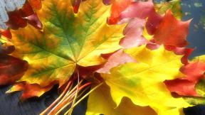 осень, листья, клён