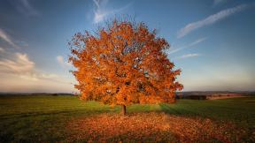 осень, дерево, листья