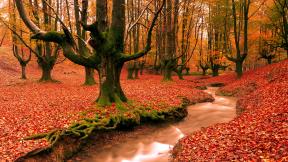 осень, листья, река, лес