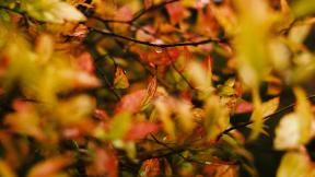 осень, листья, капли, ветка