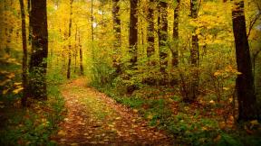 осень, листья, лес