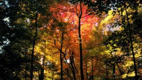 осень, лес