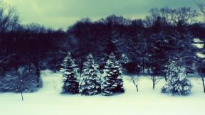 зима, ель, снег, лес, зимний лес