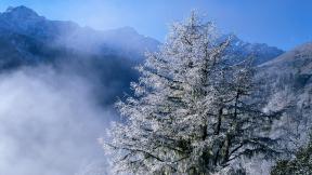 зима, горы, снег, дерево