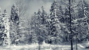 зима, снег, лес, зимний лес