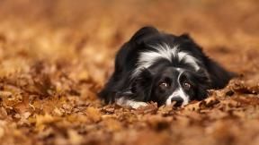 осень, листья, собака