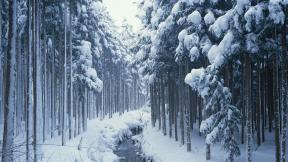 зима, снег, лес, зимний лес, река