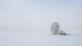 зима, снег, поле, дерево
