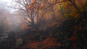 осень, скалы, лес, туман