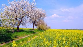 весна, дерево, поле, цветы