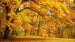 осень, лес, дерево, листья