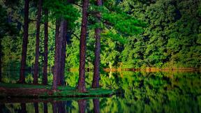 лес, озеро, лето, отражение