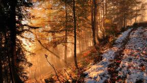 лес, осень, первый снег, лучи, рассвет