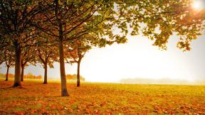 осень, деревья, листья
