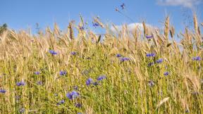 поле, цветы, пшеница