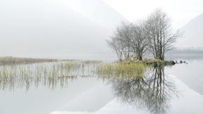 дерево, озеро, туман, отражение